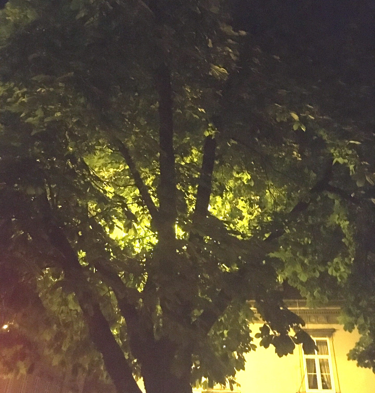 City biota