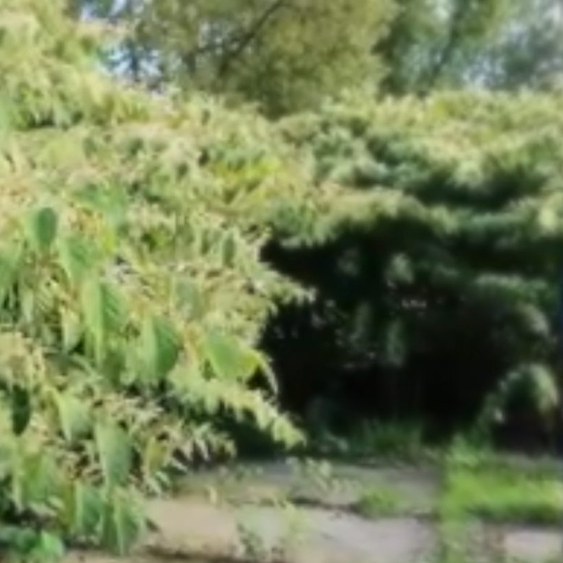 concert in the bushes
